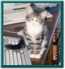 Pleading Cat